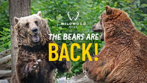 Bears Are Back Home Page Banner