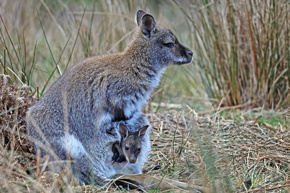 2024.03.16 Wallabyjoey.2