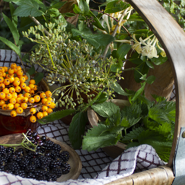 foraging-wild