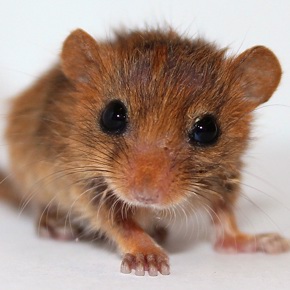 2013.10.14 Dormouse Baby