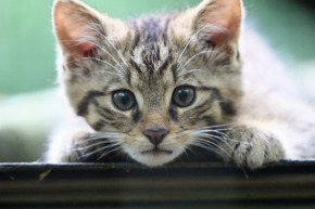 Dave Butcher JQ0A9046