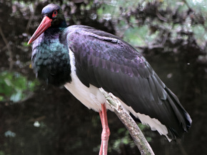 Blackstork