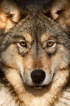 Wolf Face