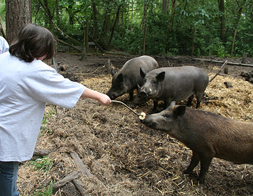 Junior Zookeeper