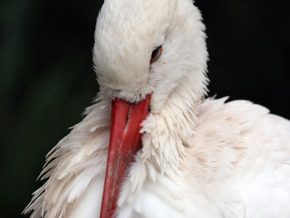 White stork