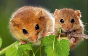 DormousePair