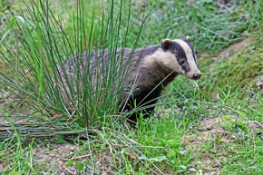 Badgershrub06.23