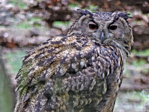 Eagleowl06.23