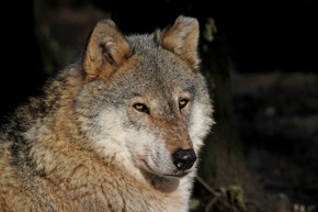 Wolf1