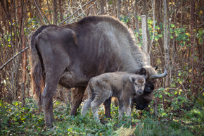 Bison Calf 10 Nov2023 Donovan Wright