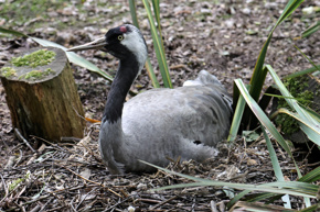 Commoncrane
