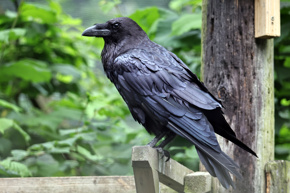 Raven06.23