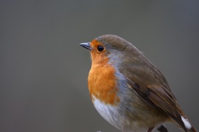Robin Simon Ginnaw Bird Song