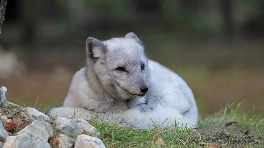 Arctic Fox Experience