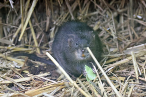Water Vole2