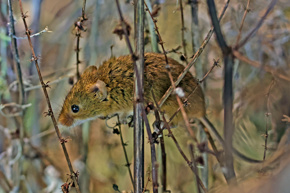 Harvestmouse06.23