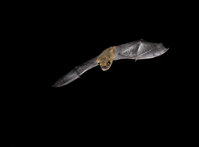 Bat Ecology 2 Credit Hugh Clark