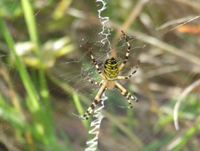 Spider Id