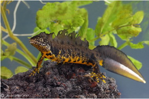 GCN Amphibian Course