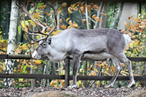Reindeer 2