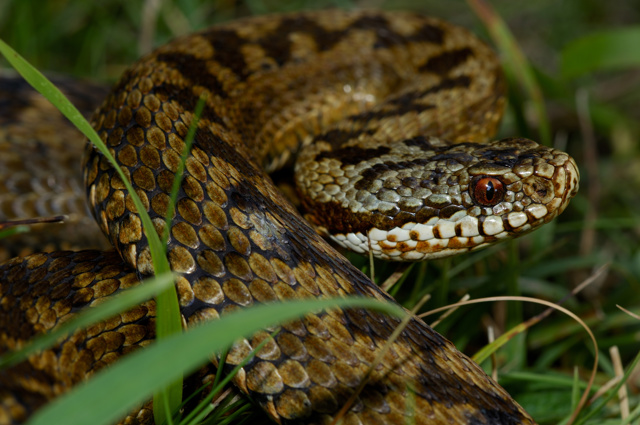Animals in Kent