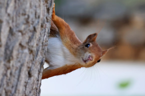 Red Squirrel Peekaboo