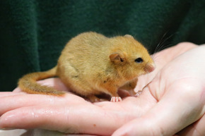 2020.05.09 Dormouse Hand