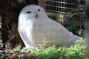2024.10.31 Snowy Owl
