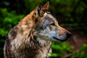Wolf In Sun
