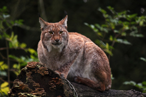 Lynx 91
