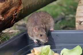 2024.04.04 Brownrat.0