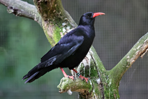 Chough06.23