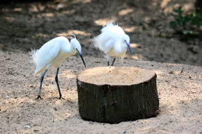 Little Egret X 2