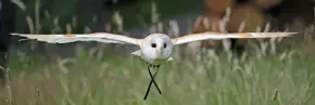 Barnowl3 2500X1500