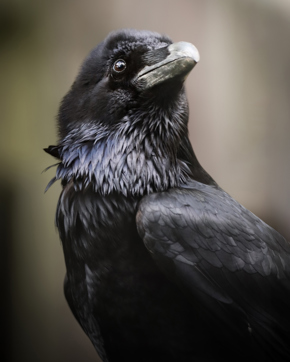 4. Wildwood Calendar 2026