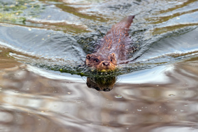 Otter Swimming