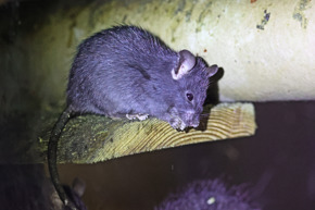 Black rat