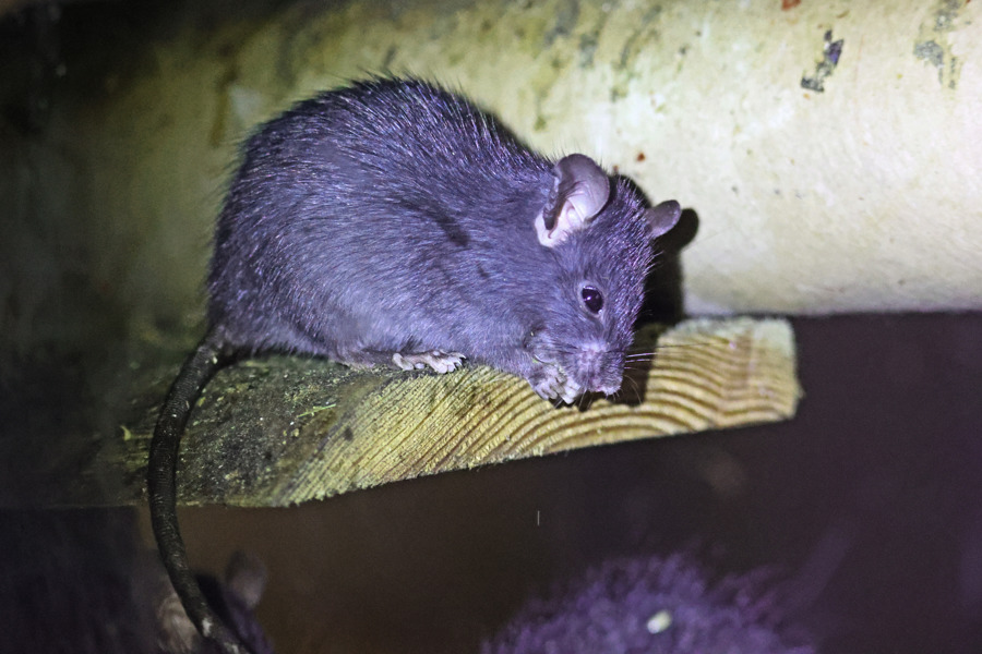 Animals in Kent