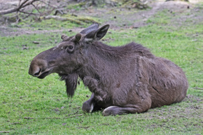 Elkjurgen06.23