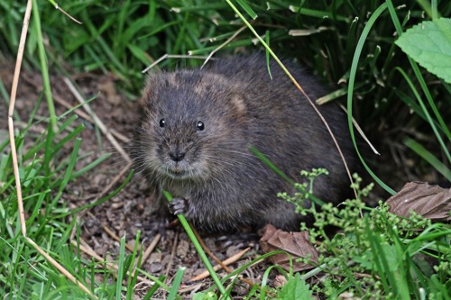 Water vole survey, assessment and mitigation