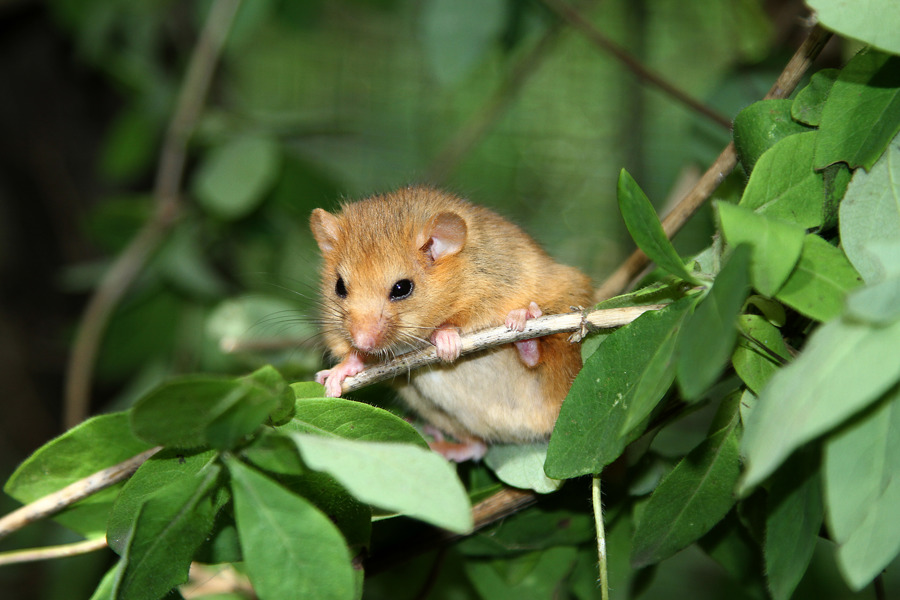 Sponsor a new animal home